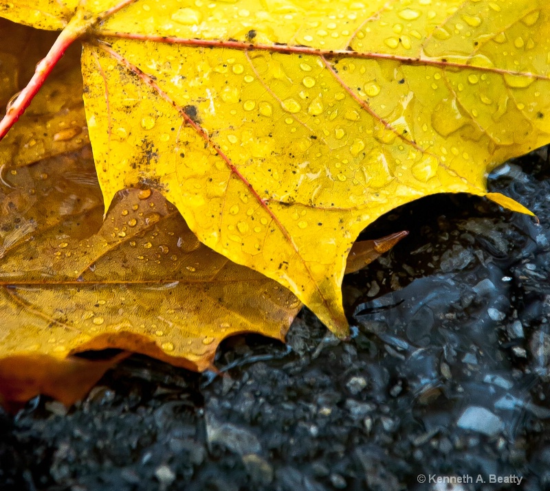 Fall Leaves on Pavement