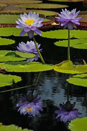 Lily Reflections