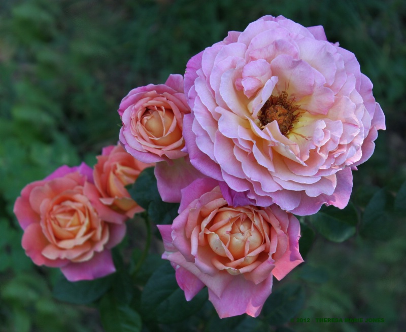 Pink Roses - ID: 13284352 © Theresa Marie Jones