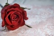 Love Letters