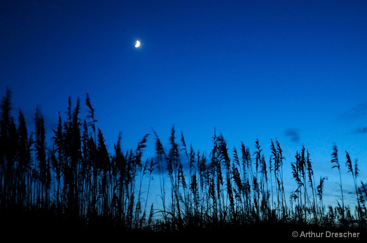 Sea Oats at Dusk