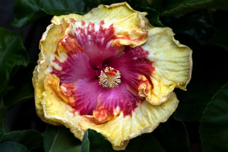 Rumpled Hibiscus