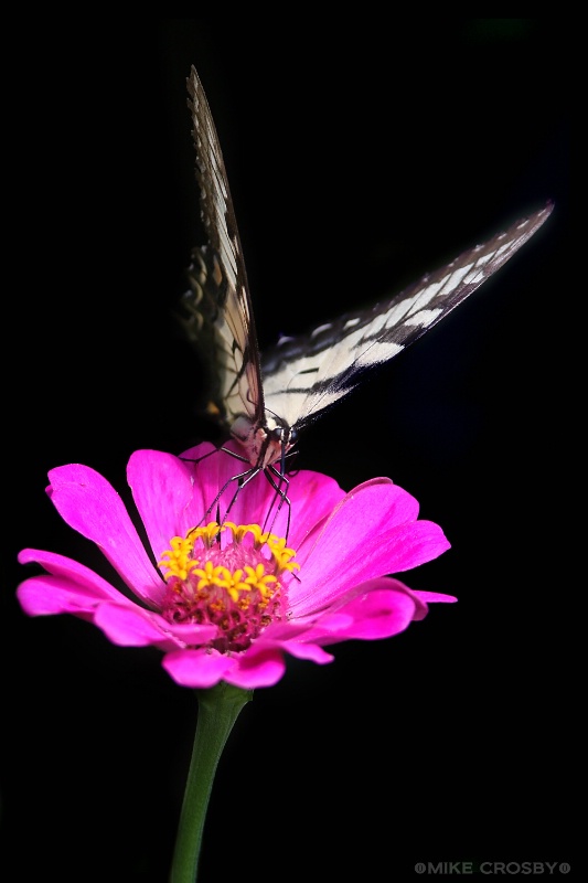 Butterfly on Flower ...