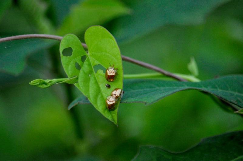 Milkweed Tortoise Beetle