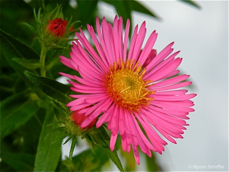 Bright Aster