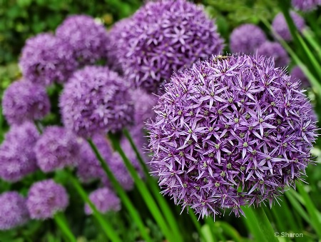 Purple Globes