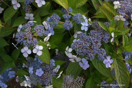 Hydrangea Collage