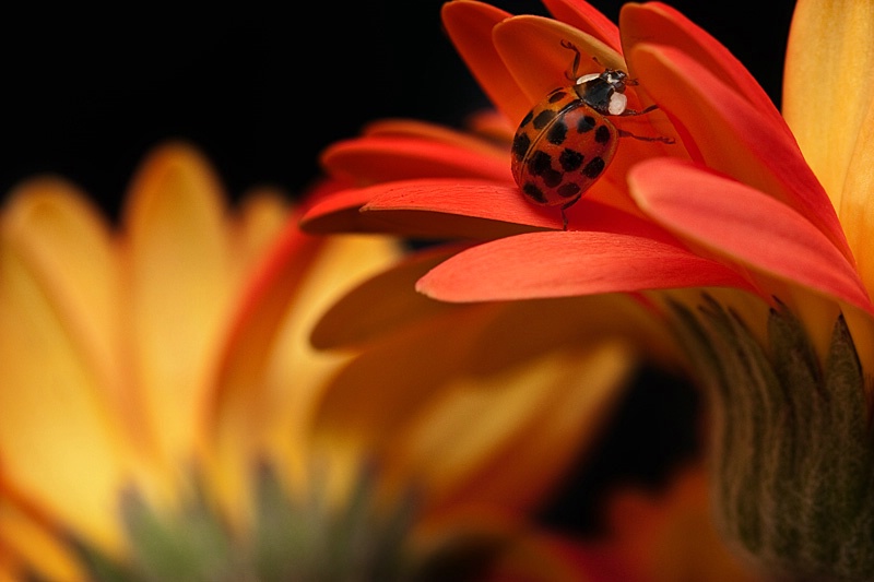 Pushing Up Petals
