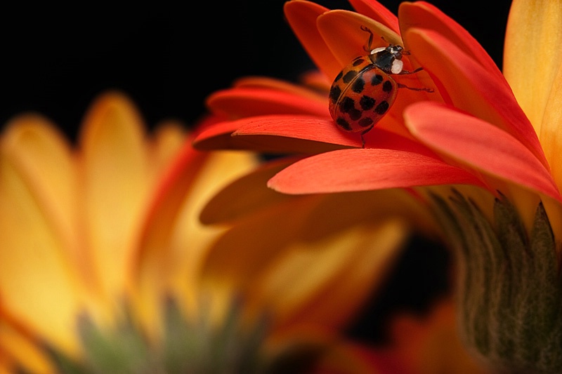 Pushing Up Petals