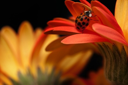 Pushing Up Petals