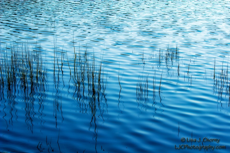 Reeds at Sunrise