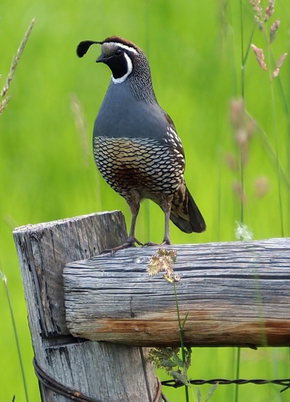 California Quail