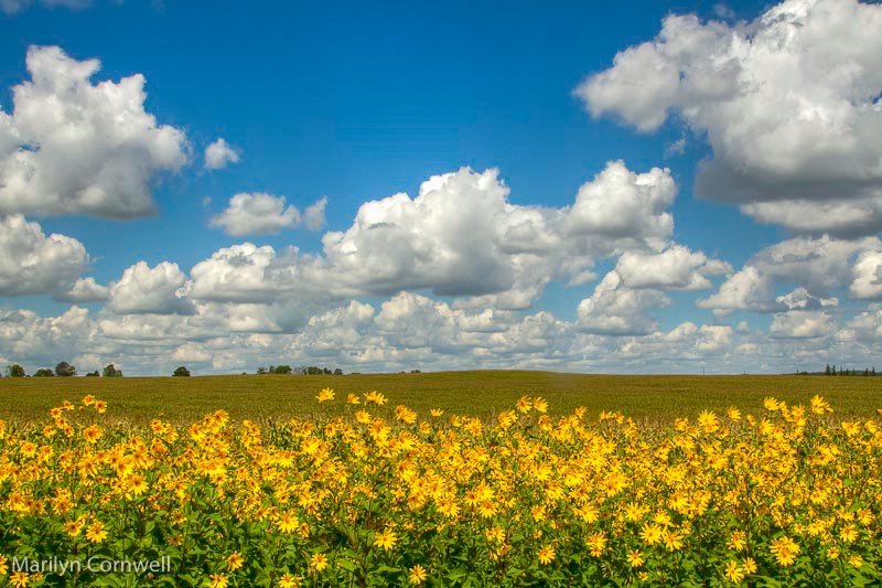 Dazzling Days of Sunflowers