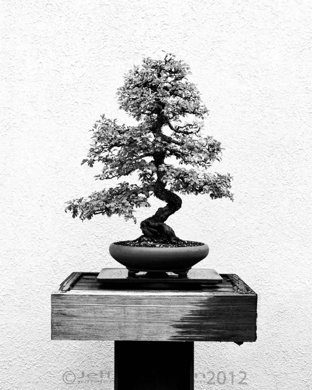 Bonsai 2