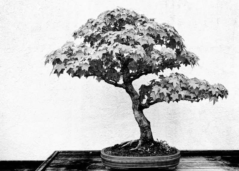 Bonsai 1