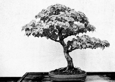 Bonsai 1