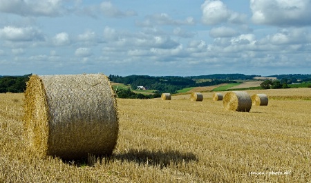 Harvest in Denmark