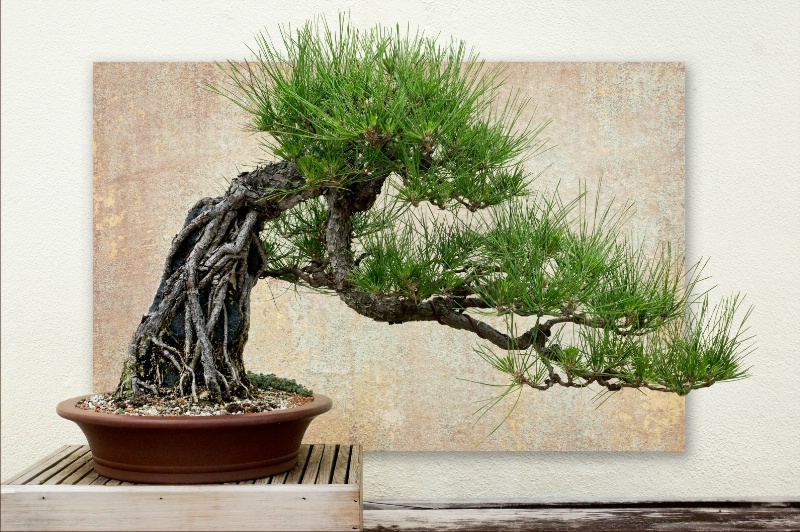 Study in Bonsai