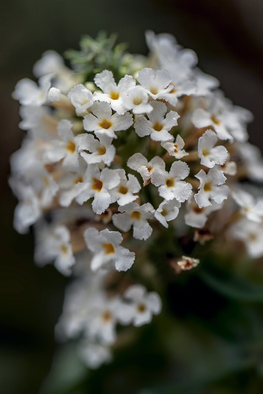 Tiny White Florets