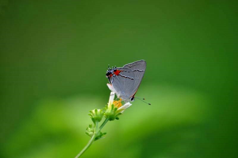 Gray Hairstreak Butterfly