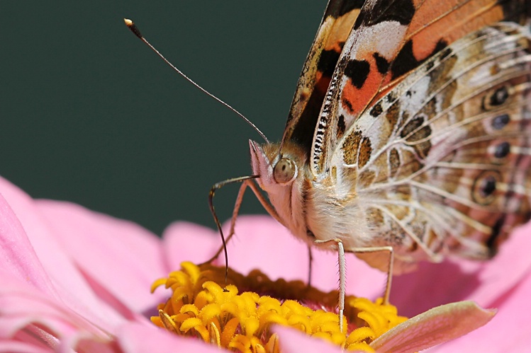 Painted Lady #3