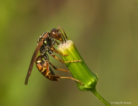 Paper Wasp at Valley Forge