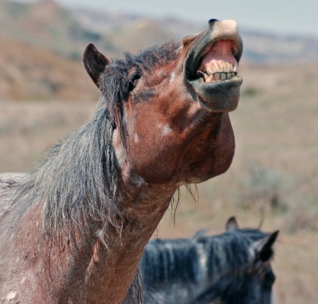 Horse  Laugh