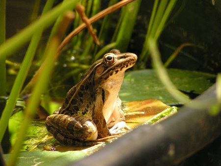 Leopard Frog Water Statue