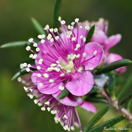 Pink myrtle