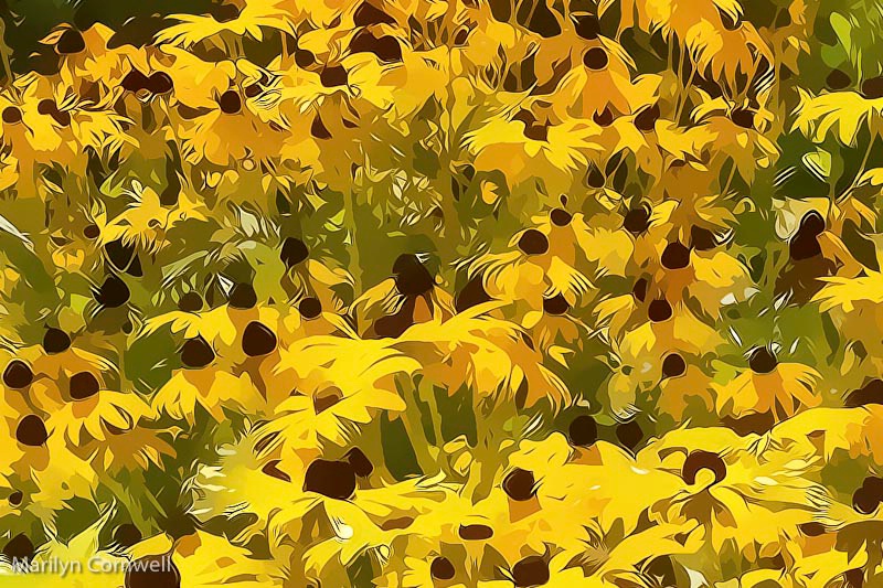 Sunflower Daze