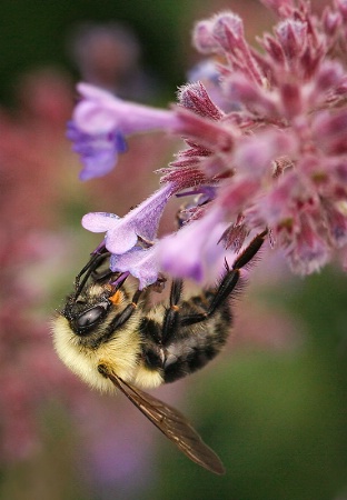 Pollinator