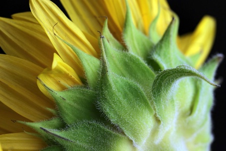 Sunflower Down Under