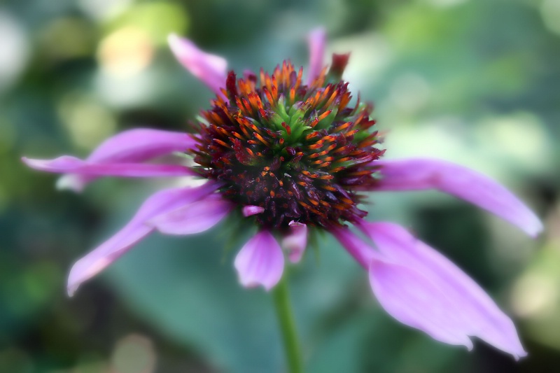 coneflower