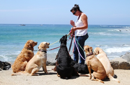 "Doggy Education at the Beach"