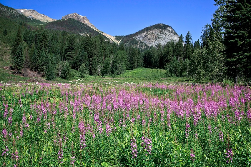 Fireweed and Mountains