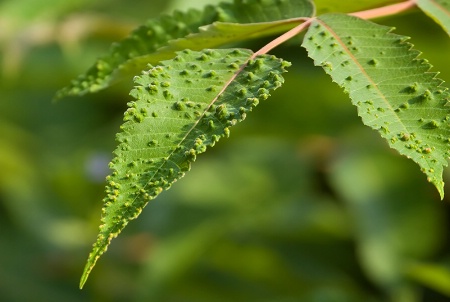 Leaf Galls