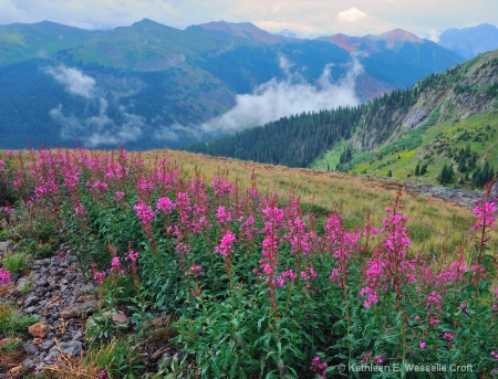 Colorado Wildflowers