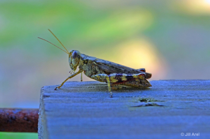 Grasshopper on gate