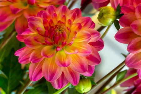 Summer Dahlia