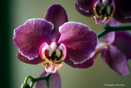 Orchideas