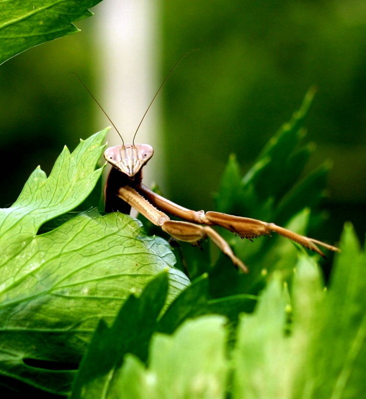 Visitor in the garden_KT