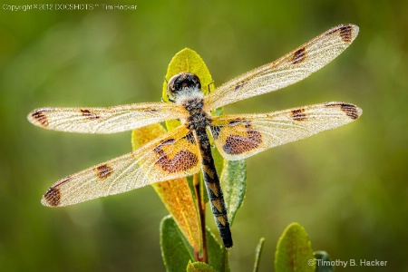 DragonFly Dew