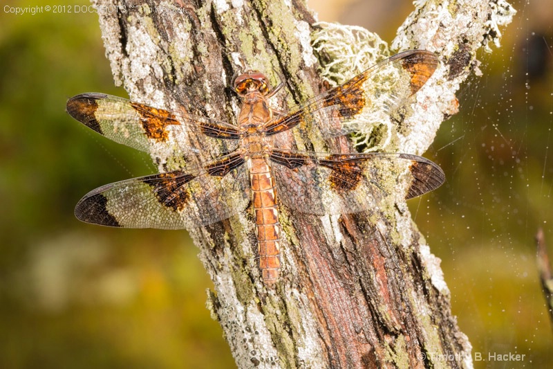 Camoflauged DragonFly