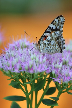 Painted Lady