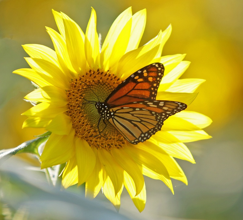 Monarch on Sunflower