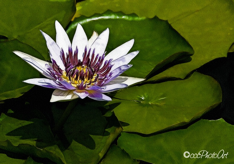 Blueberry Waterlily