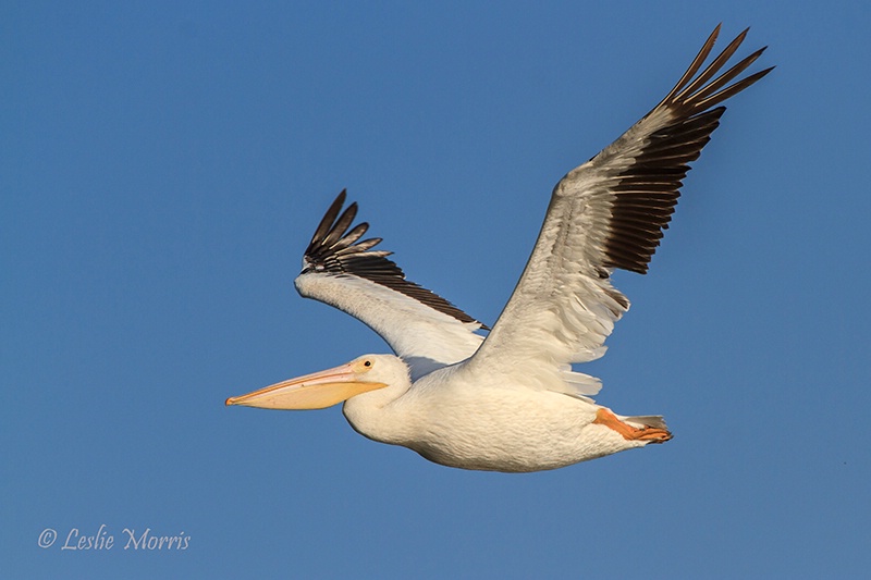 American White Pelican - ID: 13290623 © Leslie J. Morris