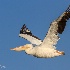 © Leslie J. Morris PhotoID # 13290623: American White Pelican