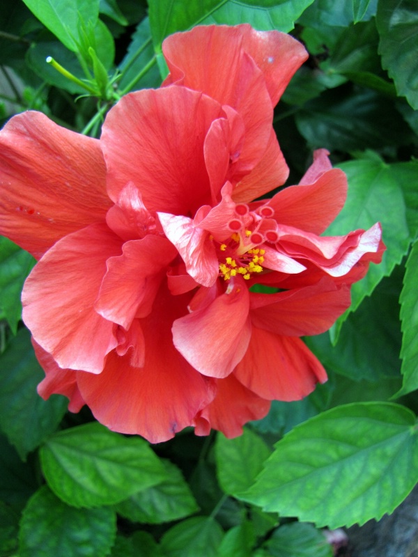 red hibiscus