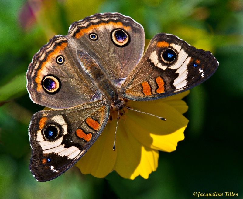 Buckeye Butterfly - ID: 13291195 © Jacqueline A. Tilles